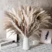 Dried Pampas Grass Deco