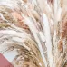 Dried Pampas Grass Deco